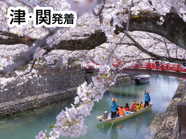 おおがき花見舟と根尾谷淡墨桜(2025)