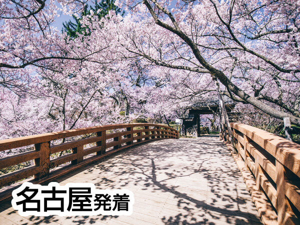 高遠小彼岸桜(2025)