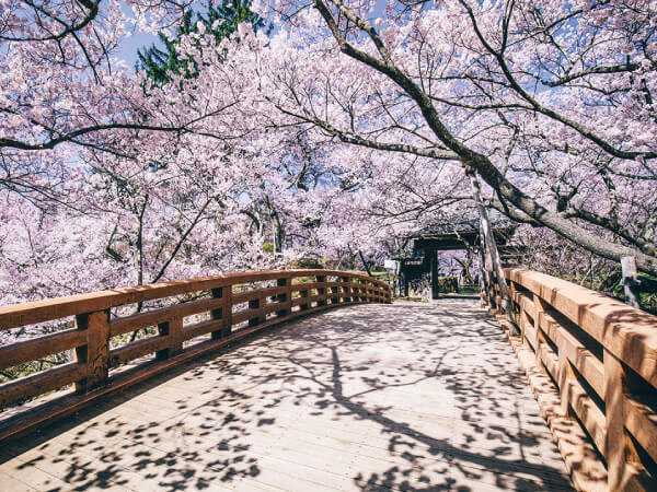 高遠小彼岸桜(2025)