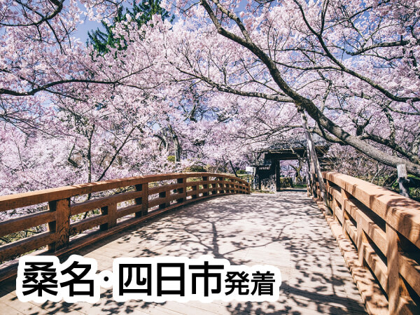 高遠小彼岸桜(2025)
