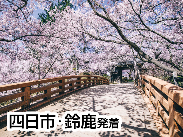 高遠小彼岸桜(2025)