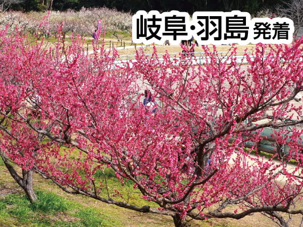 知多梅まつりと牡蠣・ふぐ御膳(2025)