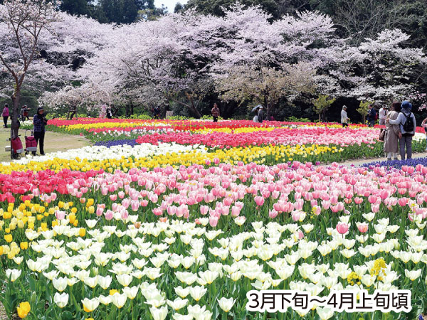 浜名湖花フェスタ2025(2025)