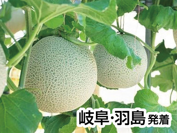 渥美 いちご狩りとメロン狩り(2025)