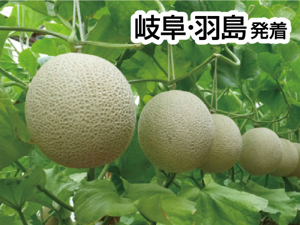 渥美マスクメロン3玉もちかえり(2025)
