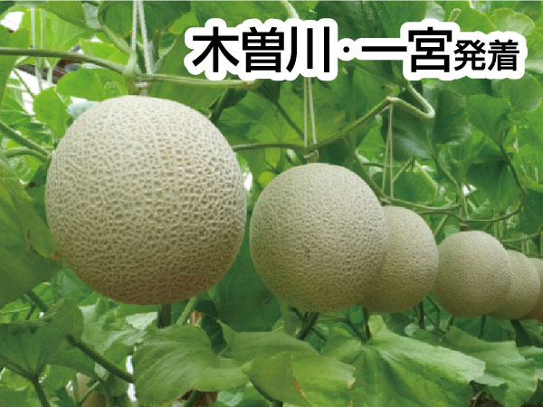 渥美マスクメロン3玉もちかえり(2025)