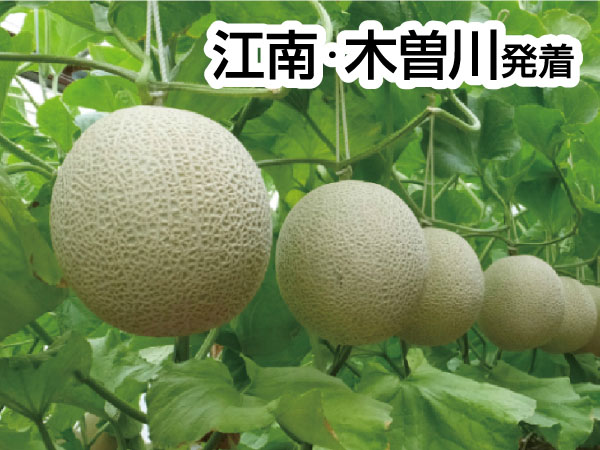渥美マスクメロン3玉もちかえり(2025)