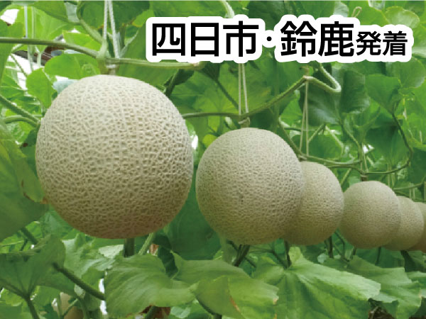 渥美マスクメロン3玉もちかえり(2025)