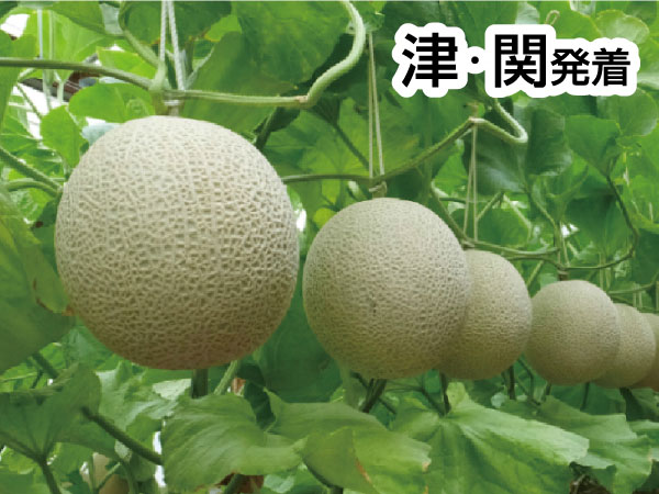 渥美マスクメロン3玉もちかえり(2025)