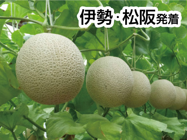 渥美マスクメロン3玉もちかえり(2025)