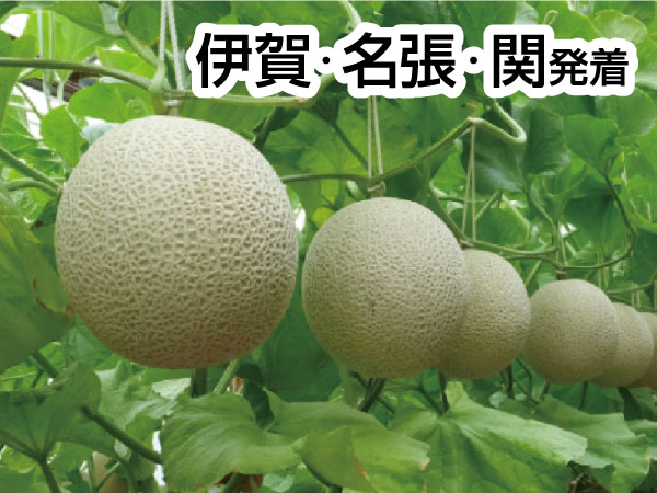 渥美マスクメロン3玉もちかえり(2025)
