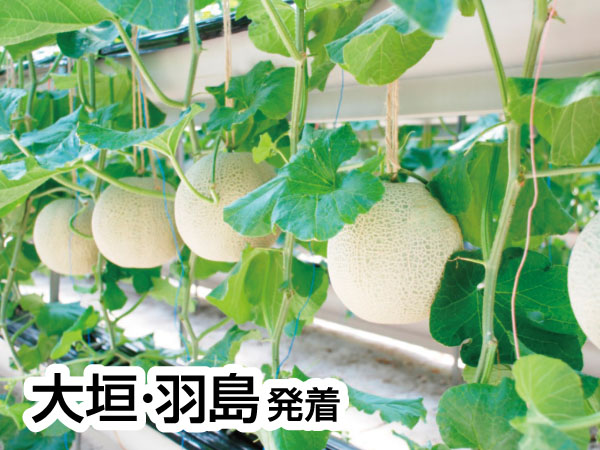 伊良湖マスクメロン3玉持ち帰りとビュッフェ(2025)