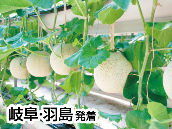 伊良湖マスクメロン3玉持ち帰りとビュッフェ(2025)