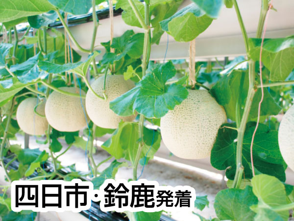 伊良湖ﾏｽｸﾒﾛﾝ3玉持ち帰りとﾋﾞｭｯﾌｪ(2025)
