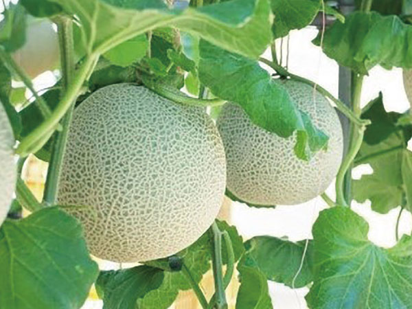 三河メロン2玉持ち帰り(2025)
