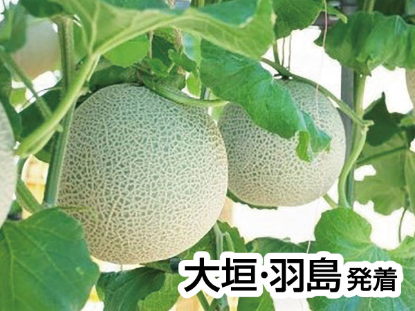 三河メロン2玉持ち帰り(2025)