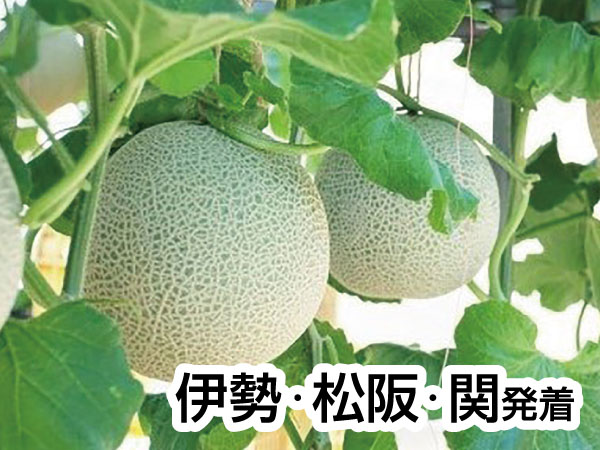 三河メロン2玉持ち帰り(2025)