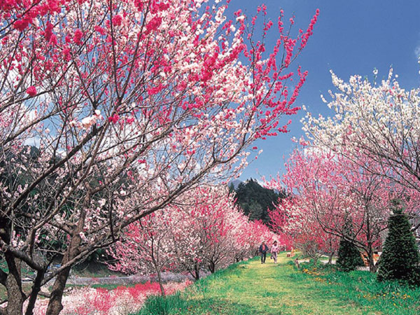 南信州・阿智村の花桃(2025)