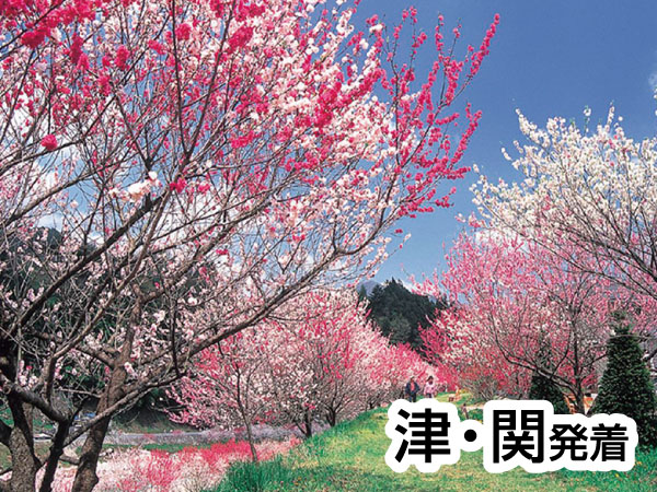 南信州・阿智村の花桃(2025)