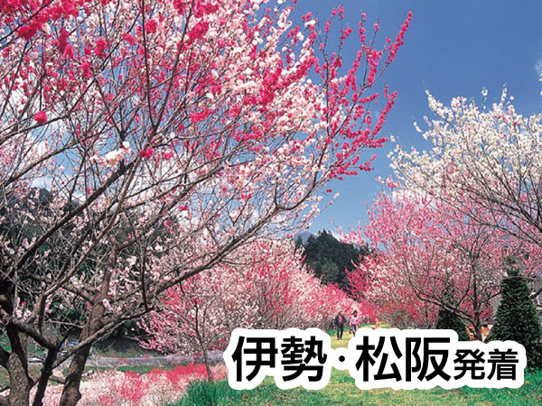 南信州・阿智村の花桃(2025)
