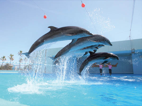 南知多海苔つみ初体験(2026)