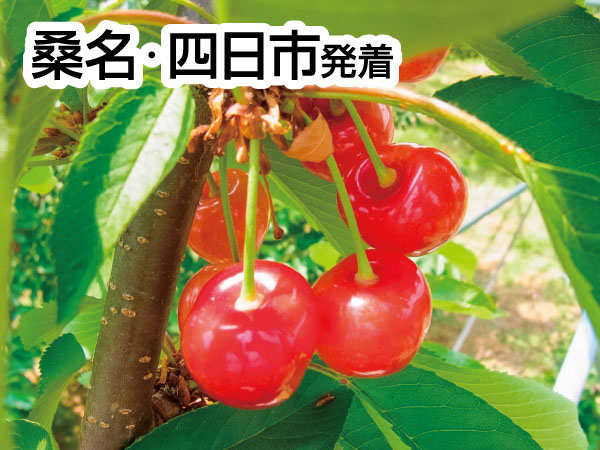 南信州さくらんぼ狩り(2025)