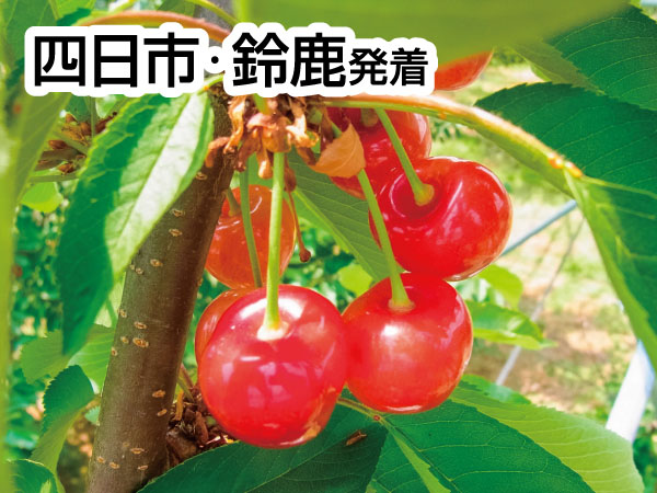 南信州さくらんぼ狩り(2025)