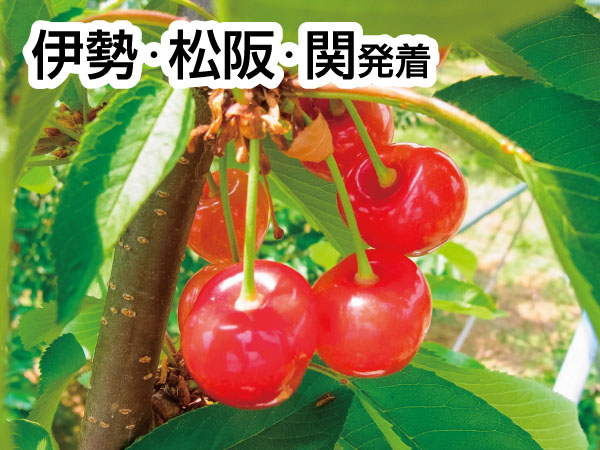 南信州さくらんぼ狩り(2025)
