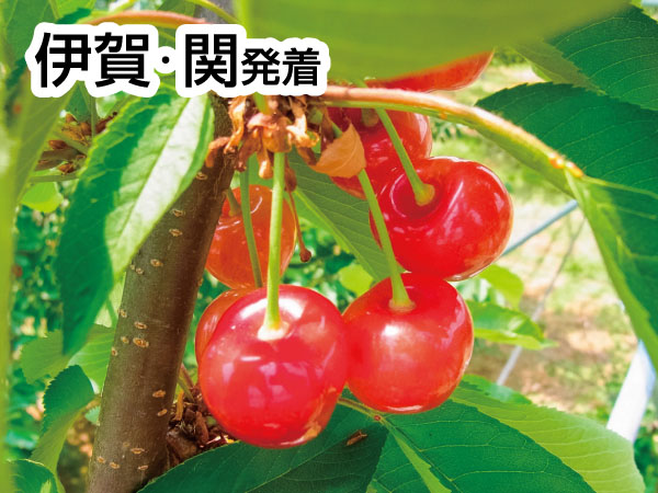 南信州さくらんぼ狩り(2025)