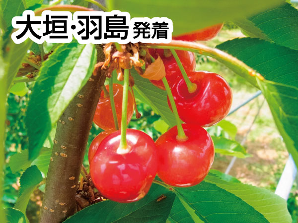 南信州さくらんぼ狩り(2025)