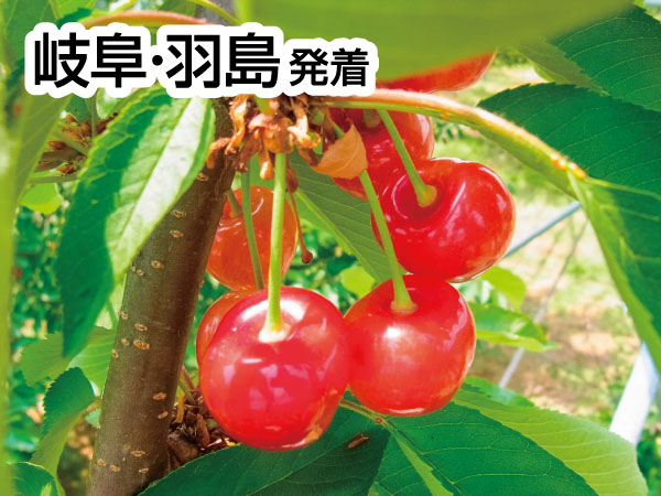 南信州さくらんぼ狩り(2025)