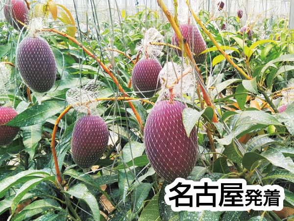 蒲郡・夏のフルーツ収穫祭(2025)