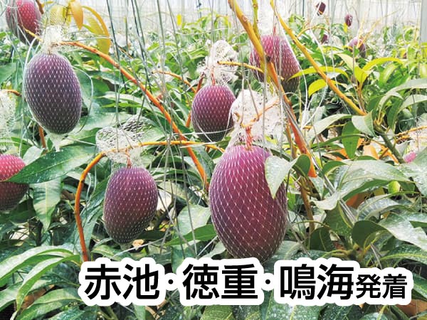 蒲郡・夏のフルーツ収穫祭(2025)