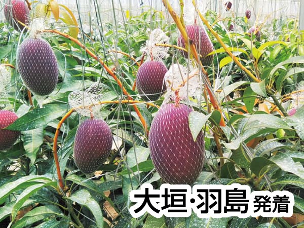 蒲郡・夏のフルーツ収穫祭(2025)