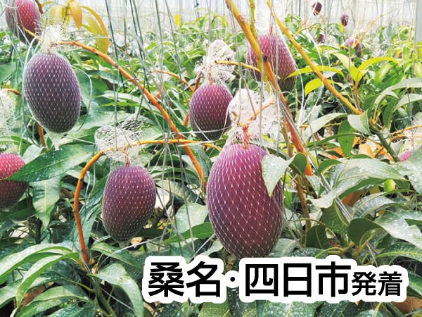 蒲郡・夏のフルーツ収穫祭(2025)