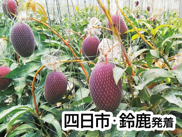 蒲郡・夏のフルーツ収穫祭(2025)