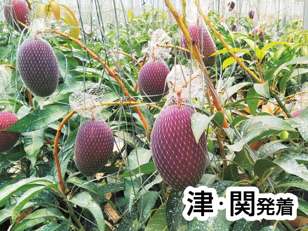 蒲郡・夏のフルーツ収穫祭(2025)