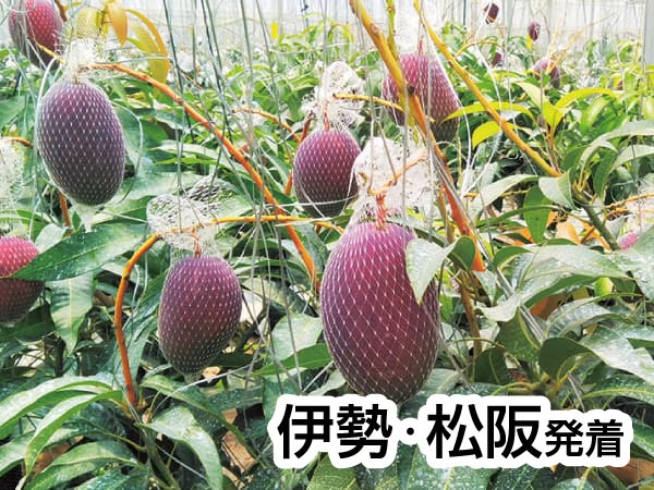 蒲郡・夏のフルーツ収穫祭(2025)