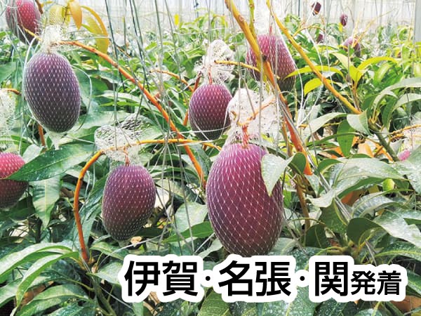 蒲郡・夏のフルーツ収穫祭(2025)