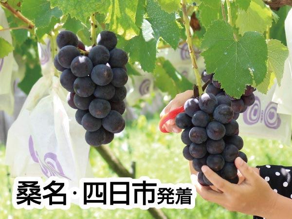 蒲郡・魚太郎オリジナル海鮮丼と巨峰狩2025