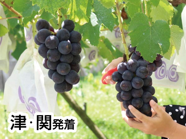 蒲郡・魚太郎オリジナル海鮮丼と巨峰狩2025