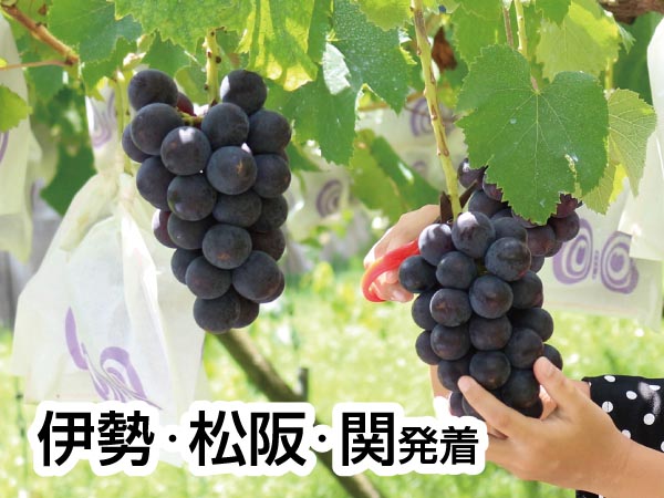 蒲郡・魚太郎オリジナル海鮮丼と巨峰狩2025