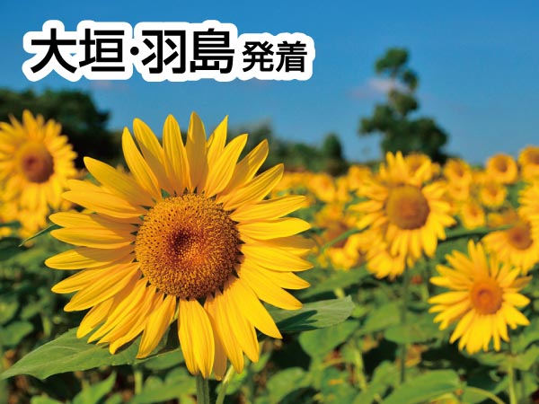 知多半島夏の3大海鮮ランチ(2025)