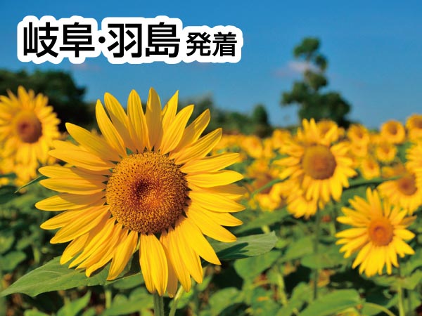 知多半島夏の3大海鮮ランチ(2025)