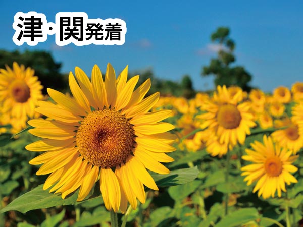 知多半島夏の3大海鮮ランチ(2025)