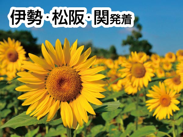 知多半島夏の3大海鮮ランチ(2025)
