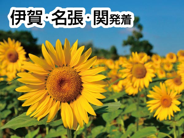 知多半島夏の3大海鮮ランチ(2025)