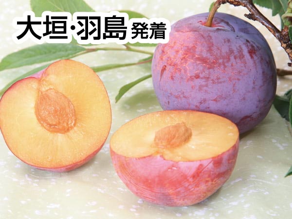 南信州高級プラム貴陽狩り(2025)