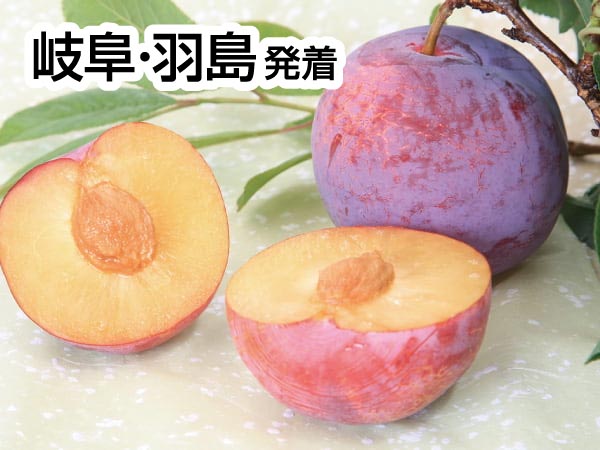 南信州高級プラム貴陽狩り(2025)