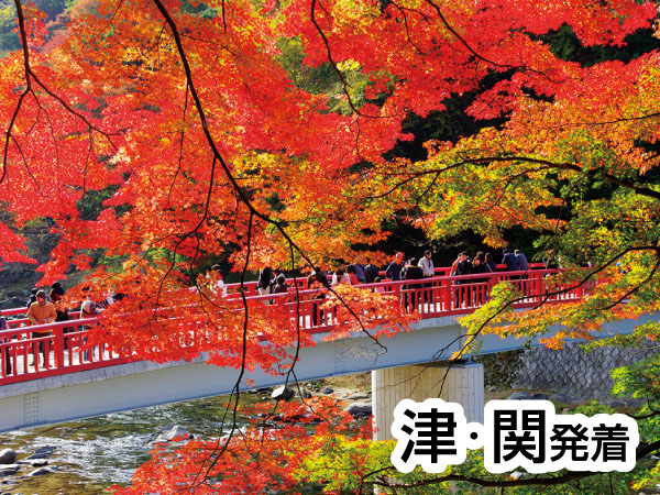 香嵐渓もみじと小原四季桜(2025)